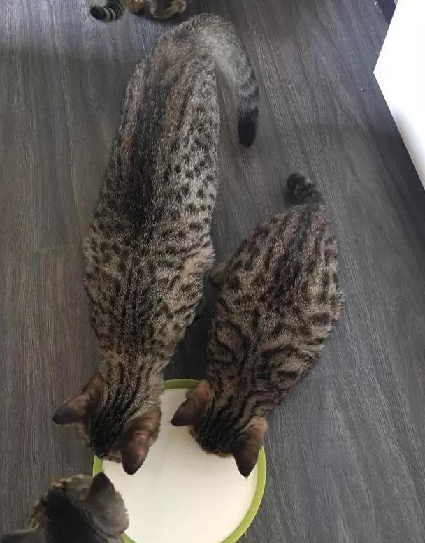 我们家猫真的很弱智怎么办,猫为什么又蠢又自以为是