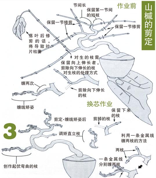 杂木类树木盆景蟠扎应在什么进行,盆景如何造型