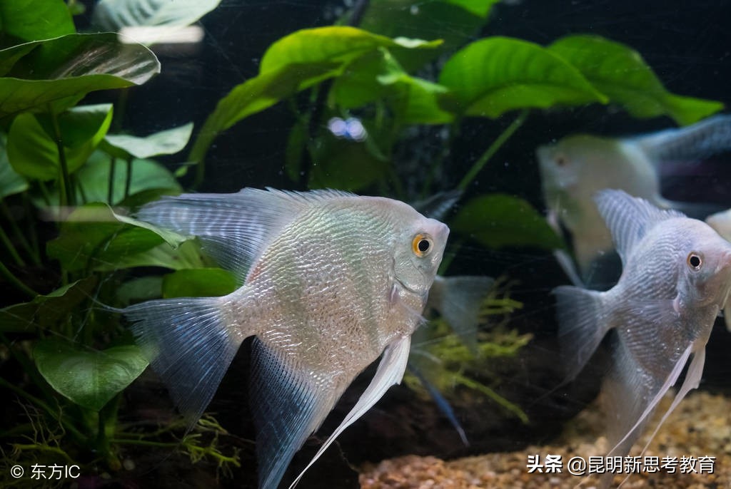 2022年昆明排名前十的民办小学,2018年昆明各区民办小学招生简介