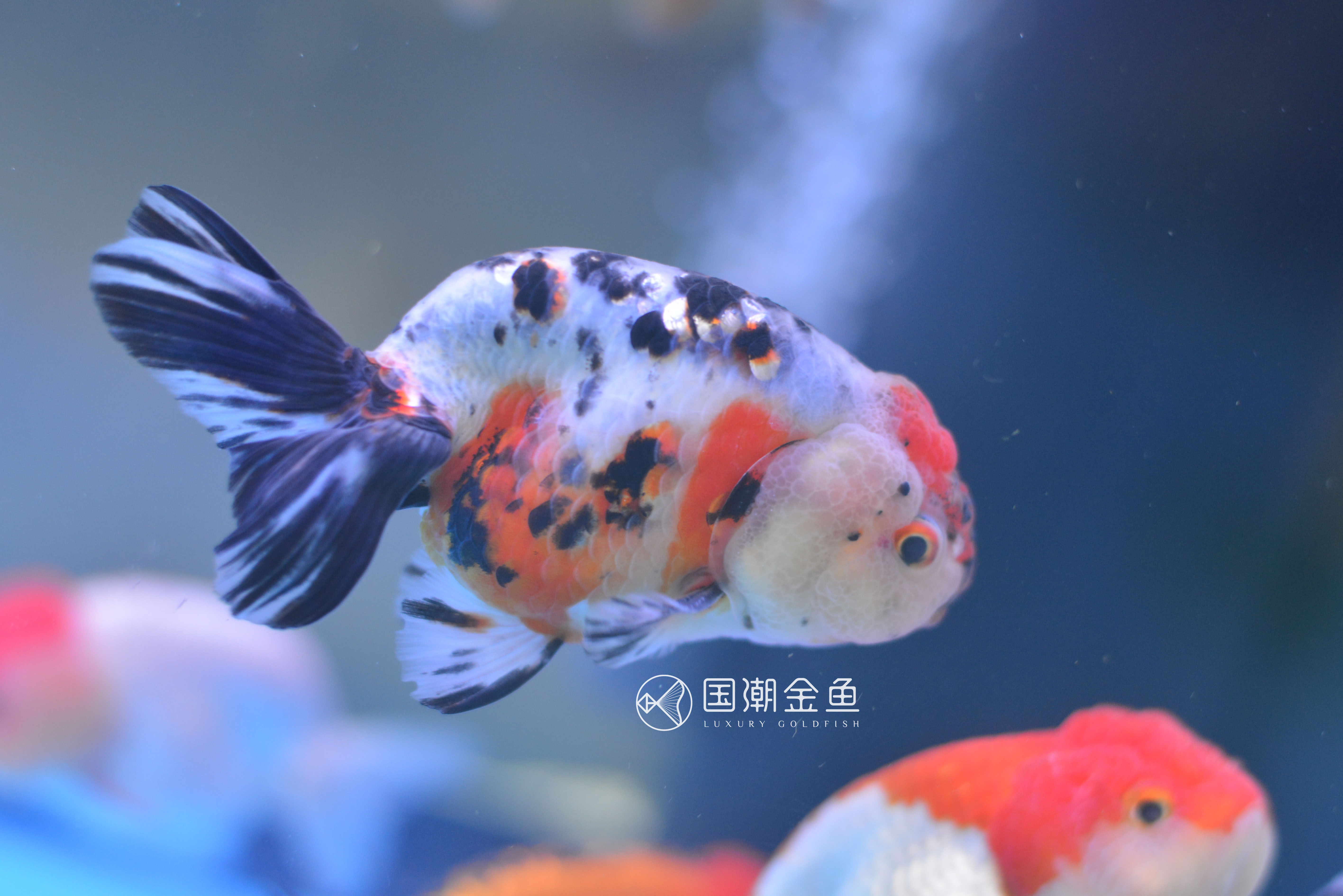 如何养金鱼保持水清澈,养金鱼怎么才能使水变清