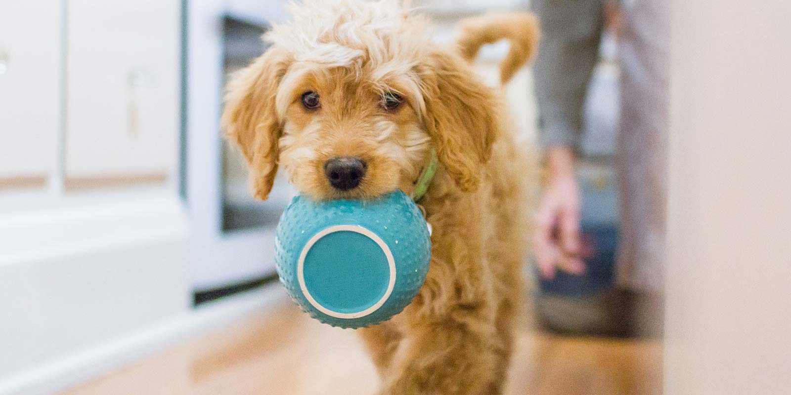 小狗肠炎刚好怎么喂食,幼犬肠胃不好怎么喂食调理