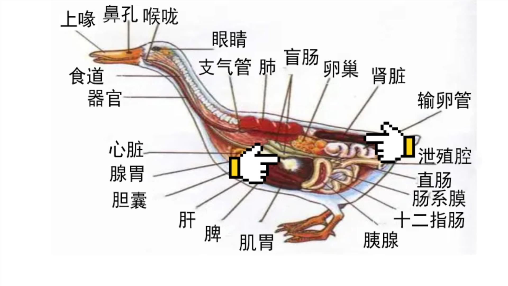 六种疾病不能吃鸡鸭,鸭有6个部位毒素最重建议要少吃