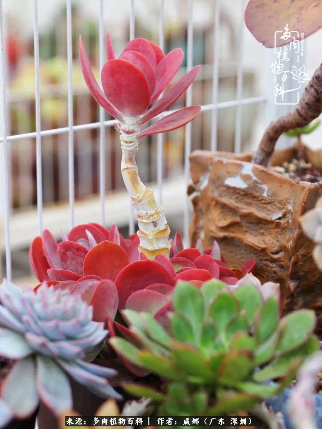 笼子里的多肉,露养的多肉和室内的多肉区别