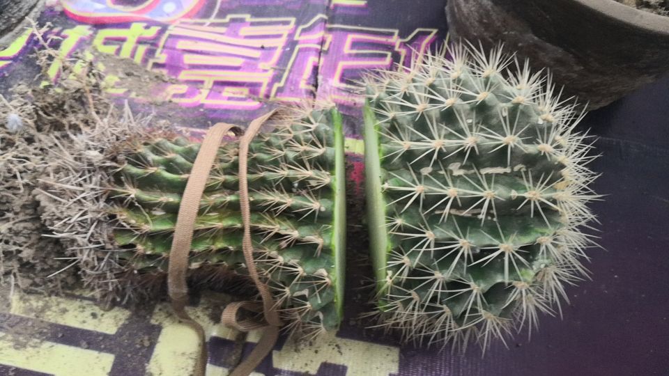 金虎长歪怎么办,金虎多少年可以长到25公分