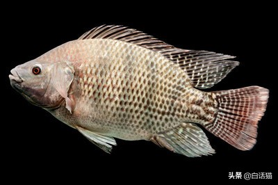 水产养鱼各种鱼病用药,水族箱鱼病诊断与防治图谱