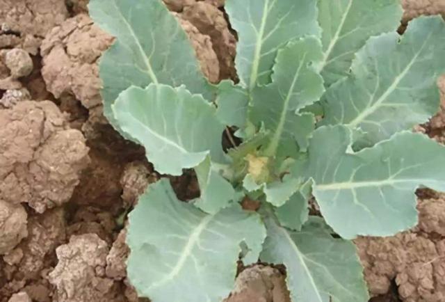 花菜不结球,花菜结球了还要施肥吗