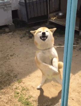 狗狗开心是不是活得更久,狗狗开心时有哪些反应