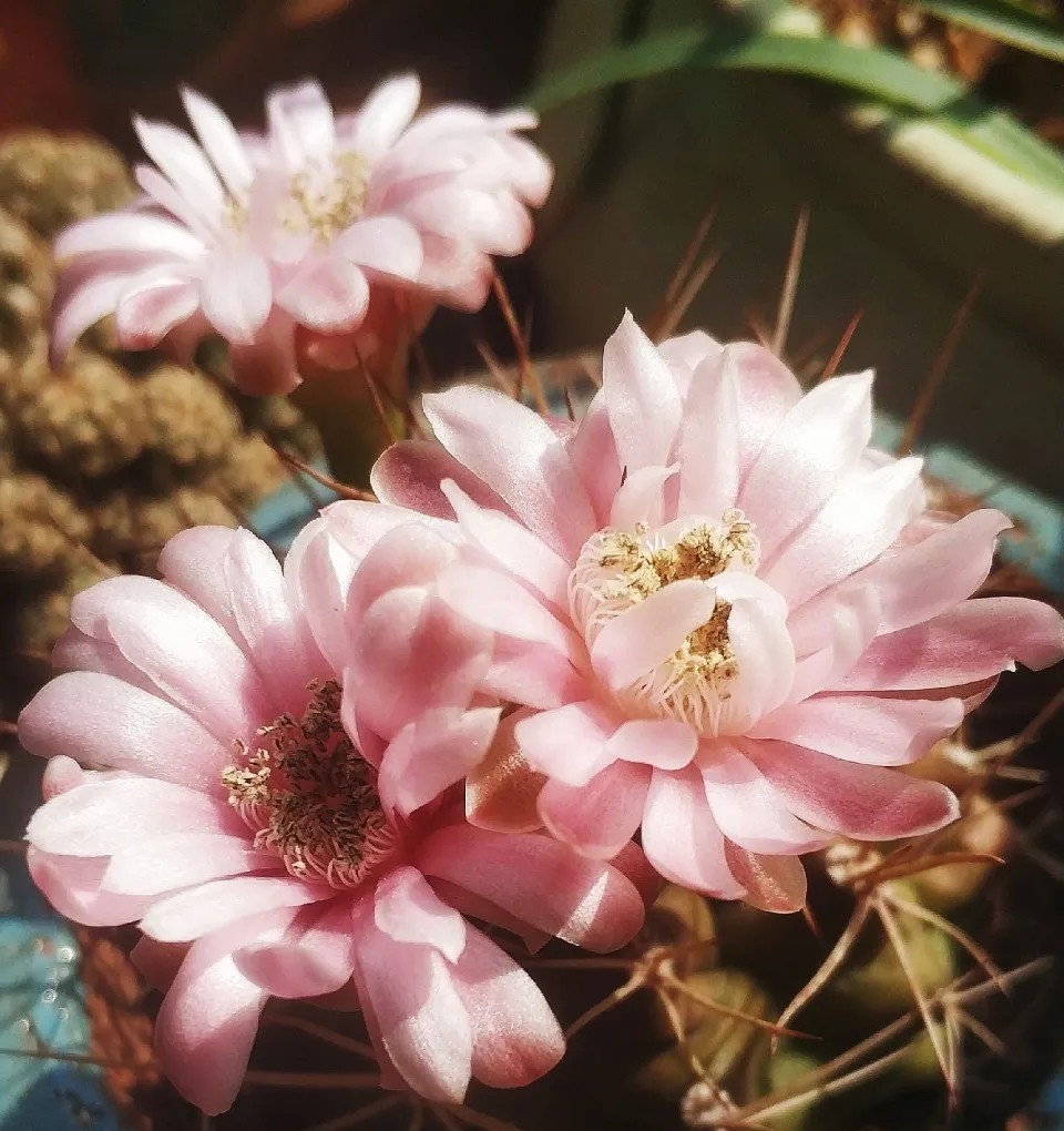 太极莲仙人球,狂莲仙人球