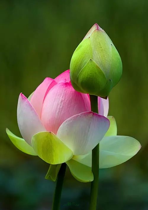 中国十大名花惊艳千年,中国十大名花美极了