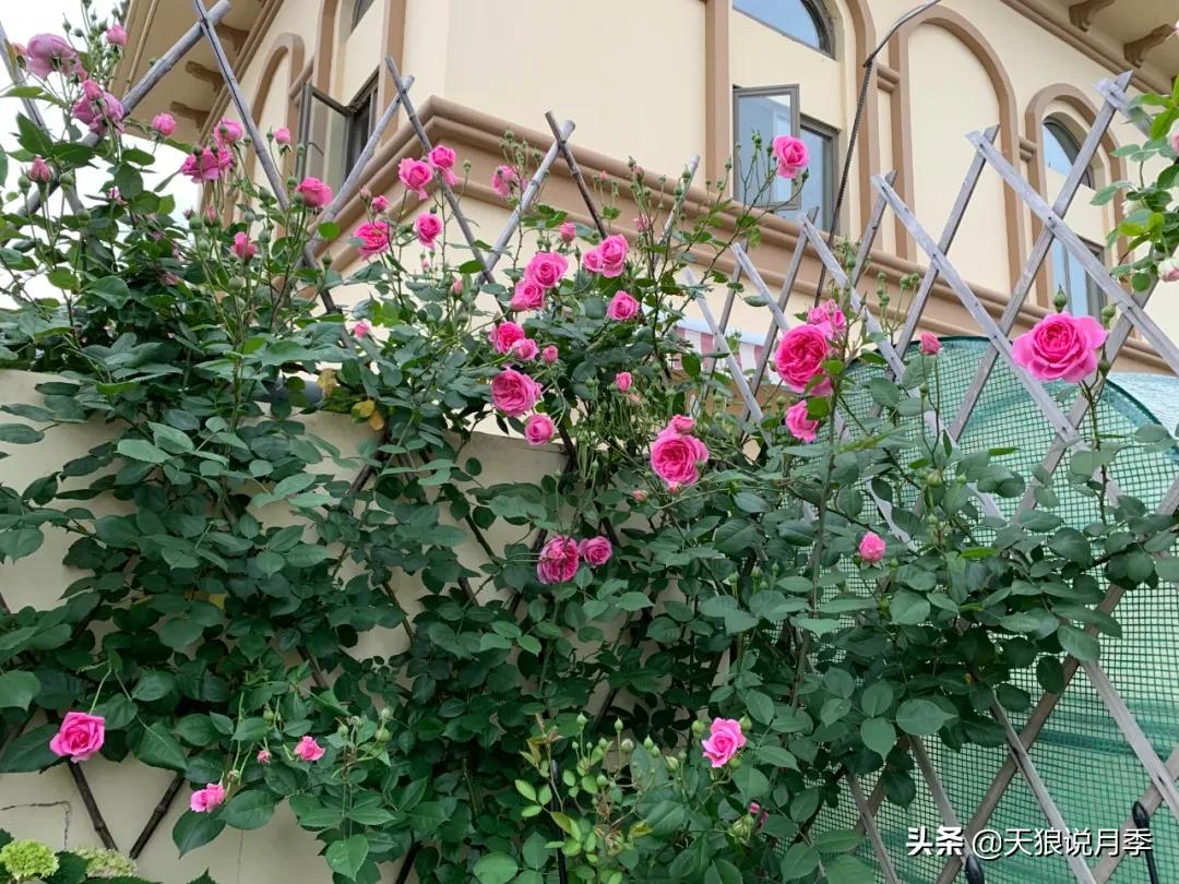 月季花是时候展现真正的技术了 (开春的第一波月季花就这么过去了)