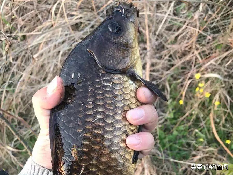 钓鱼小药添加剂一瓶搞定价格表 (钓鱼小药开口剂真的好用吗)