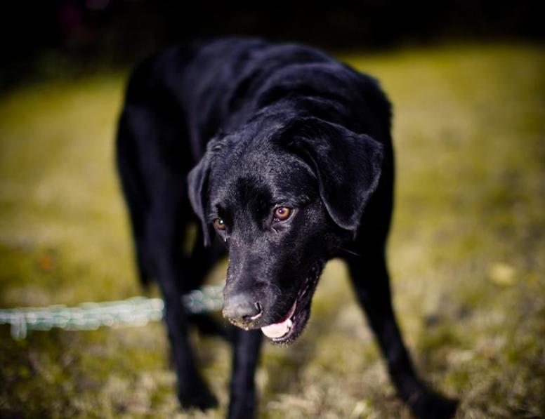 黑色的拉布拉多吃什么狗粮,黑色拉布拉多1-12个月变化图