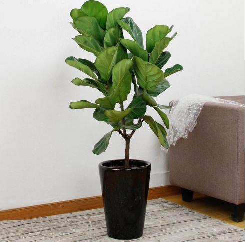 如何让琴叶榕变粗壮,琴叶榕株型好看