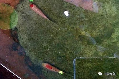 古法养金鱼的饲养方法,古法养金鱼的技巧和方法