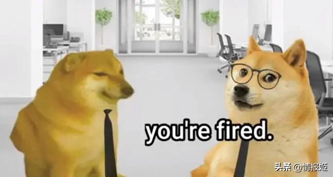 被做成表情包的柴犬doge,doge柴犬表情包万恶之源