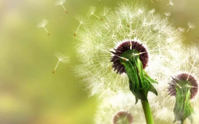 养鸡小妙招：雏鸡饲料加蒲公英，鸡群生病不用愁