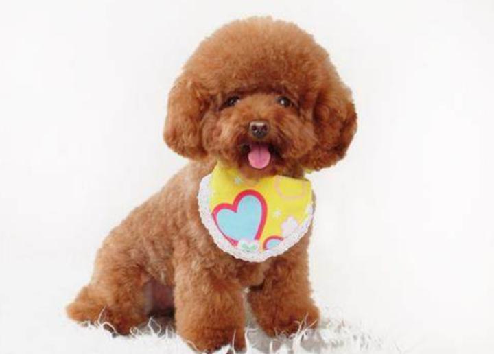 泰迪生癣怎么治,泰迪狗得了猫癣怎么治疗