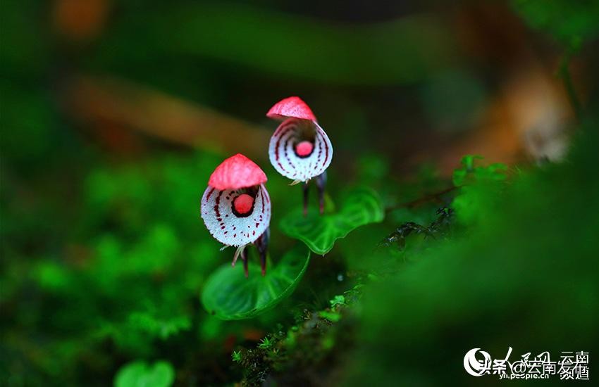 我国十大名花中花中之王是兰花,云南八大名花之兰花