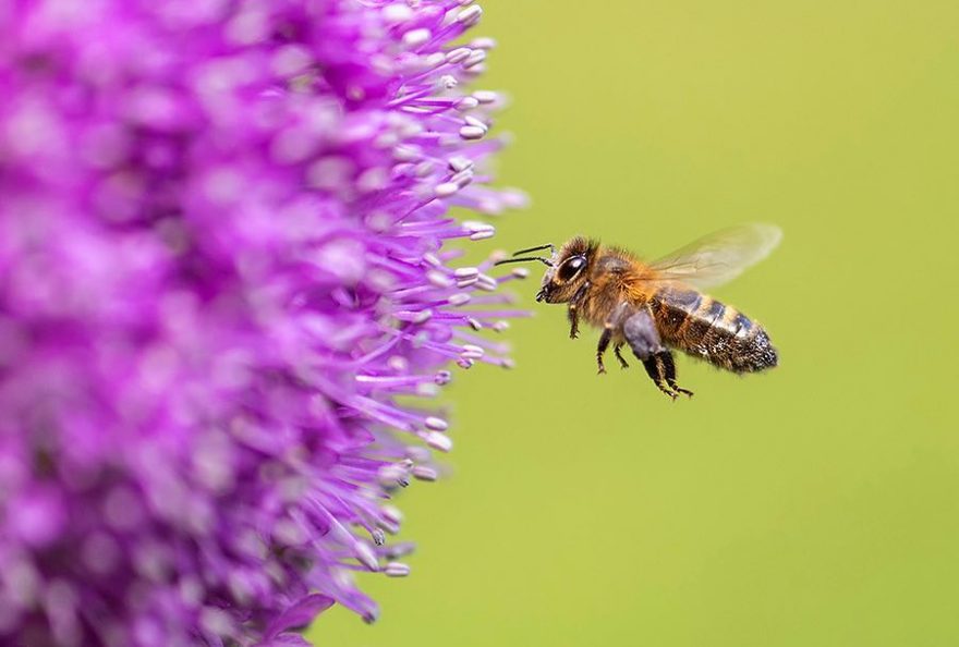 什么叫做微距相机拍摄技巧,微距摄影手机拍摄技巧