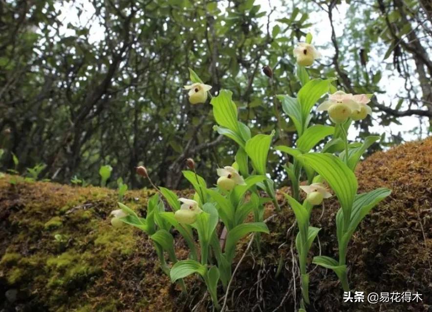 国家二级黄花杓兰,黄花杓兰与西藏杓兰
