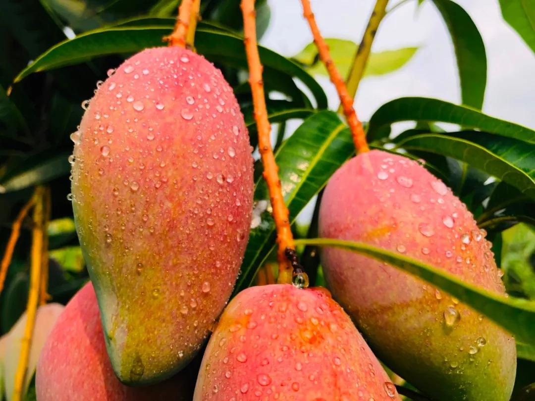香甜多汁又软糯芒果1斤只要3块多,贵妃芒芒果直播卖货9.9元5斤