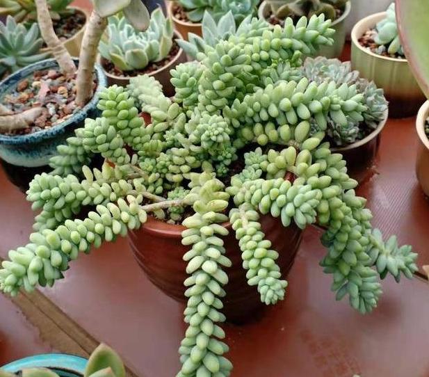 多肉玉缀盆景,多肉玉缀锦图片