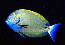 十大最好看的观赏鱼图片大全,十种最漂亮的观赏鱼图片