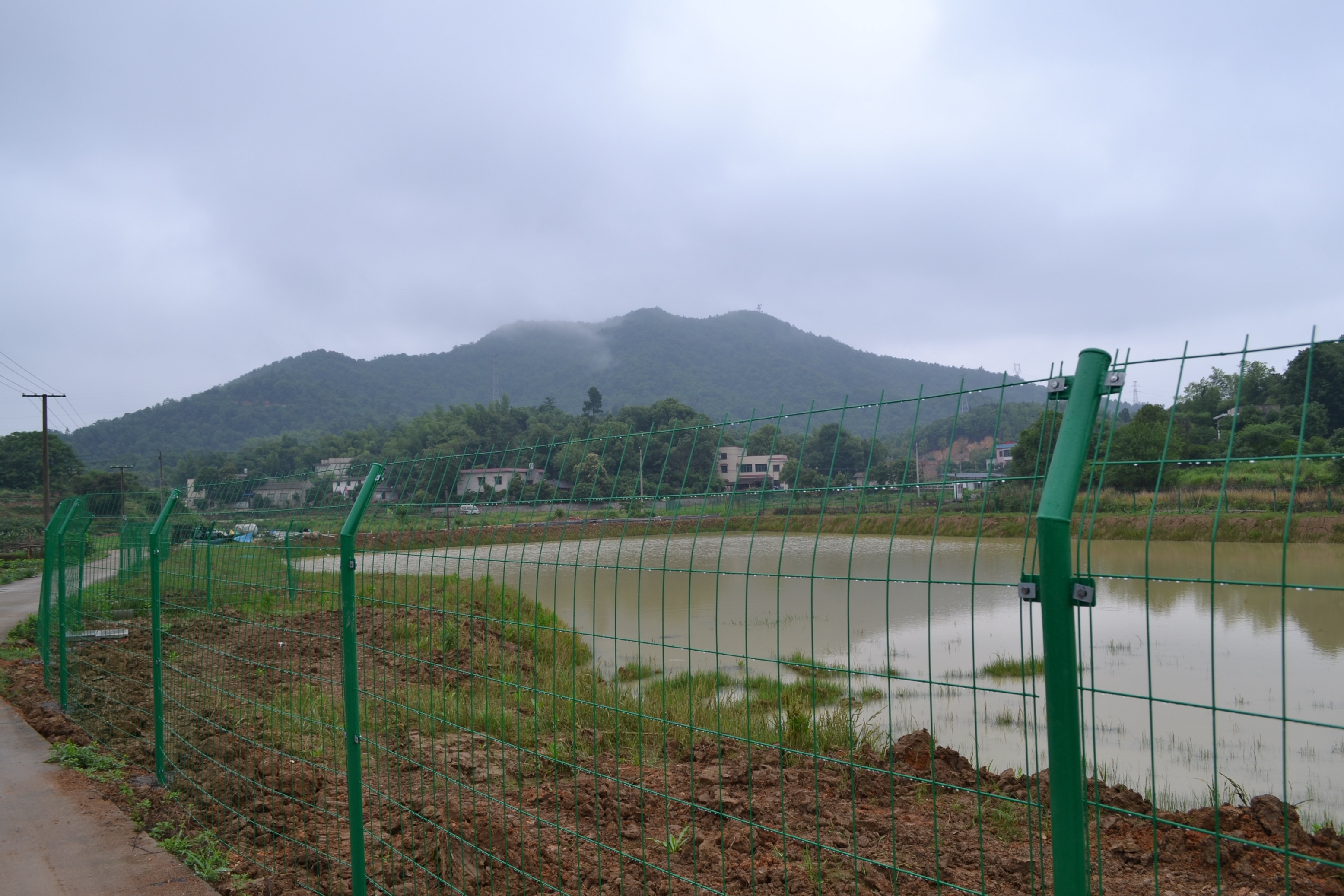 湖南最好的锦鲤养殖基地,湘潭锦鲤养殖