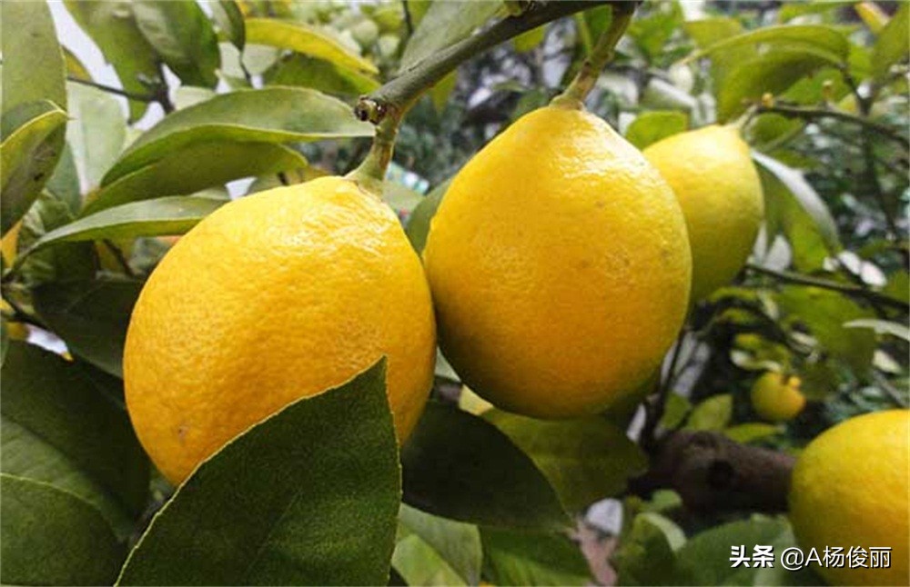 唐三镜真全粮杨俊丽-柠檬果酒的酿制工艺流程