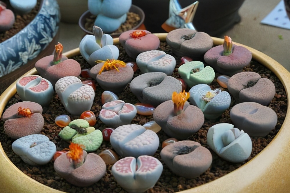 记录我养生石花踩过的坑，总结这八点让你的生石花长得饱满又艳丽