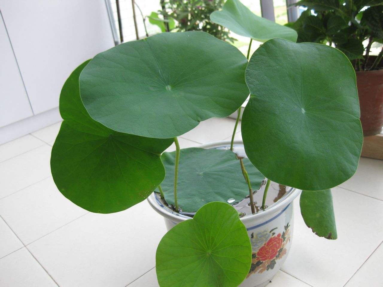 碗莲种植方法水培好还是泥土种好,11月份能用碗莲种子种碗莲吗