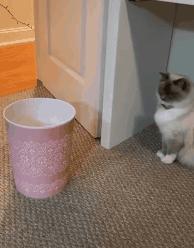 奇怪的知识增加了！猫咪简直就是液体做的