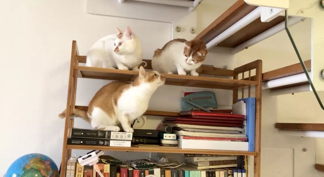 猫咪洗澡前驱虫还是洗澡后驱虫,猫咪体外驱虫和体内驱虫多久一次