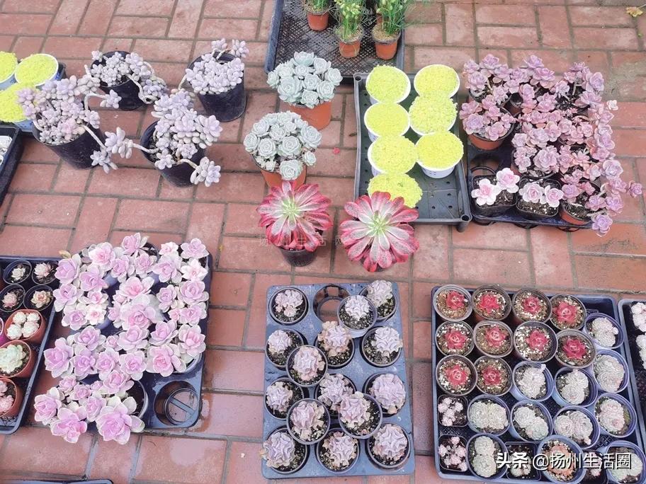 2元花盆批发清仓,2元花卉批发市场