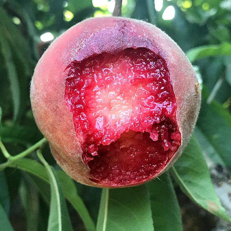 含铁高的水果蔬菜排行榜,含铁丰富的水果是什么