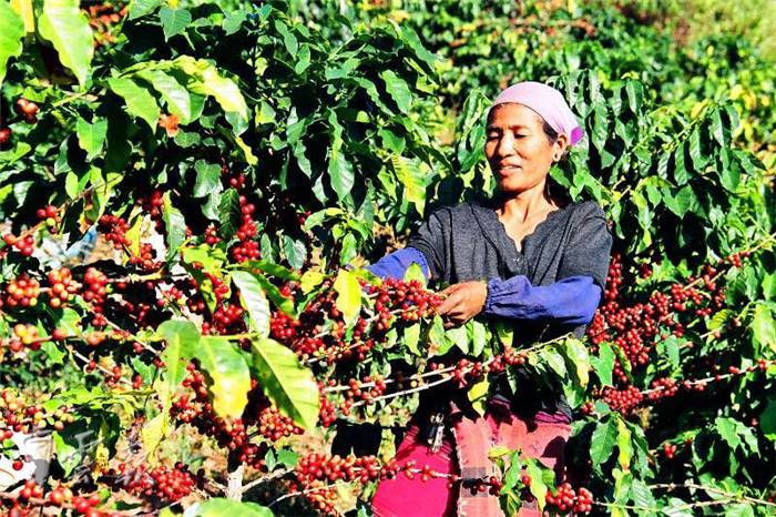 云南咖啡你必须了解的中国好咖啡,云南咖啡是怎么火起来的