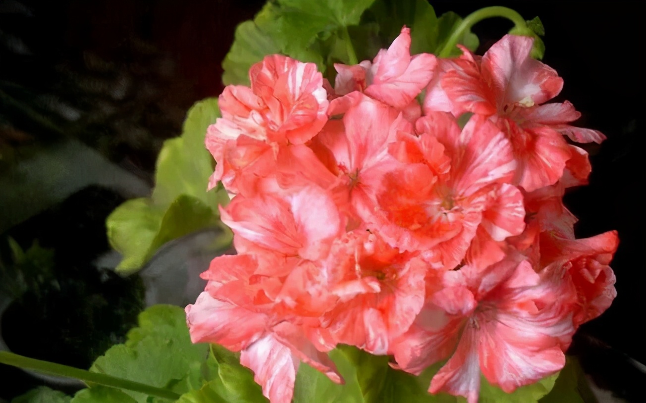 这种花别乱浇水水越多越不开花,这种花不怕冷好养易活