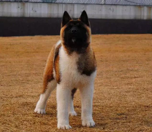 45种狗狗很难得一见你认识几种,45种最难得一见的狗