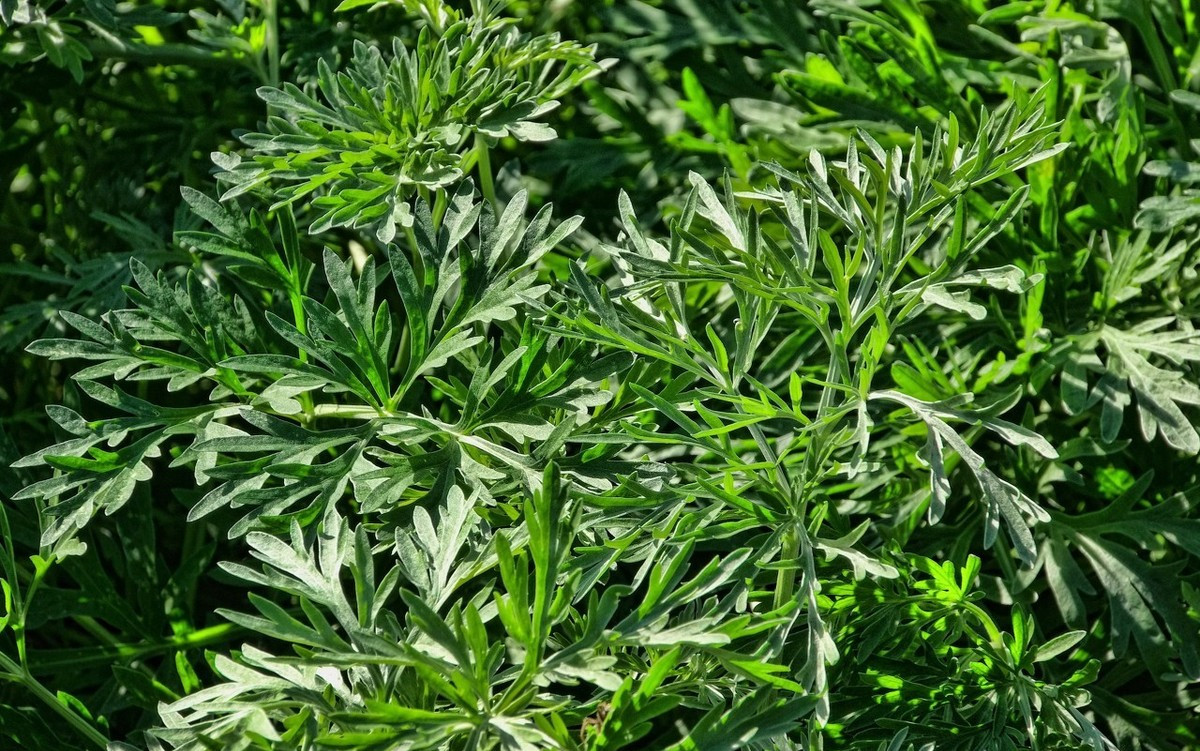 种植艾草有前景吗,艾草种植前景和亩产效益分析