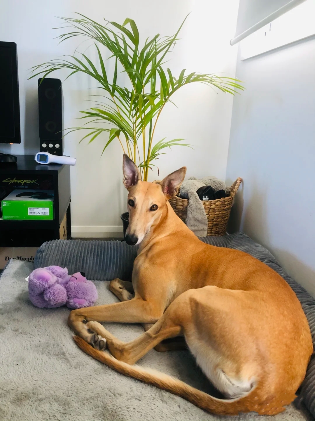 灵缇犬纯种有什么特征,灵缇高级猎犬需要会什么技能