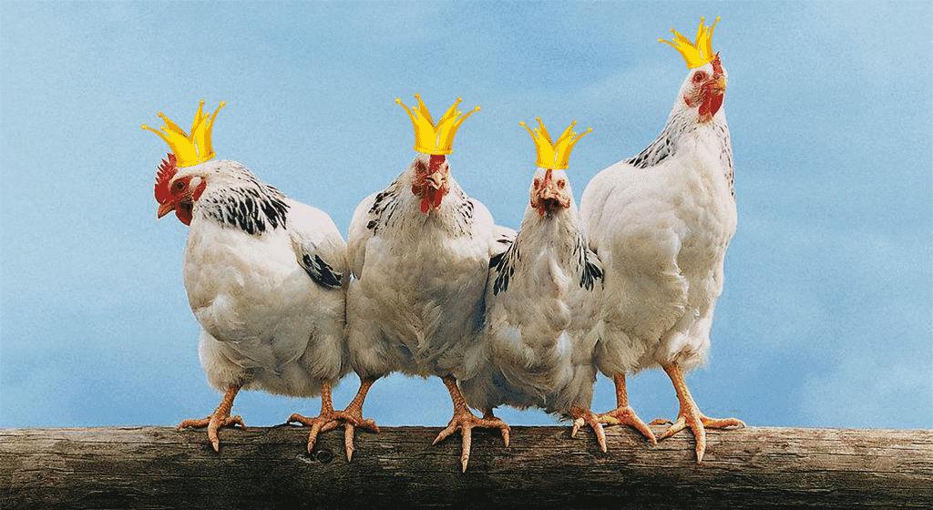 看见鸡就疯是什么病,为什么看到鸡鸟羽毛就害怕