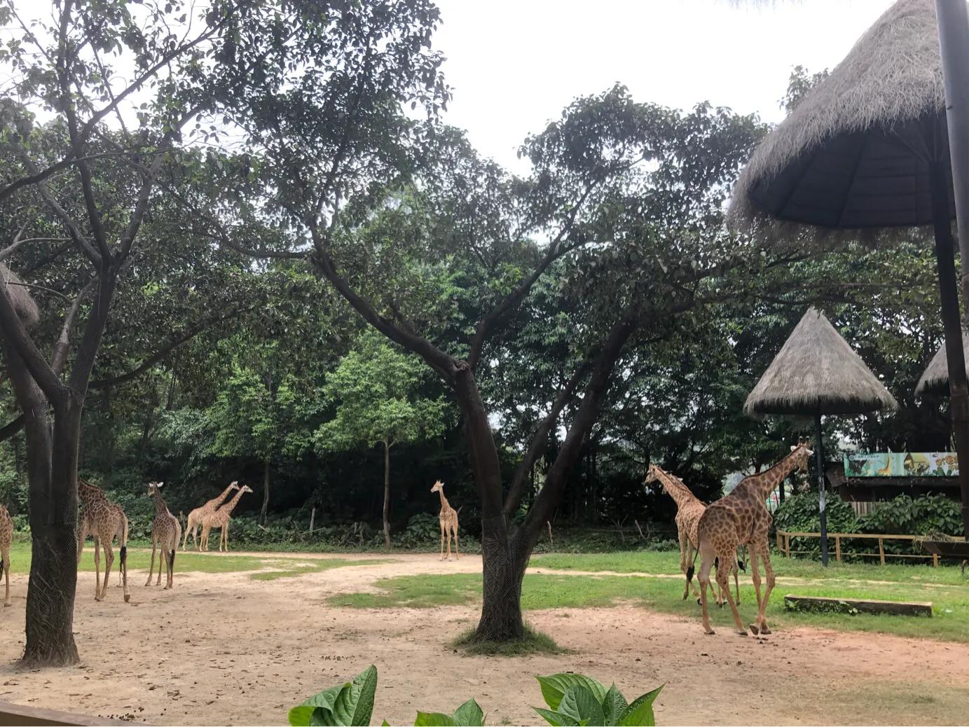 暑期广州长隆野生动物世界门票,长隆海洋王国和野生动物园门票