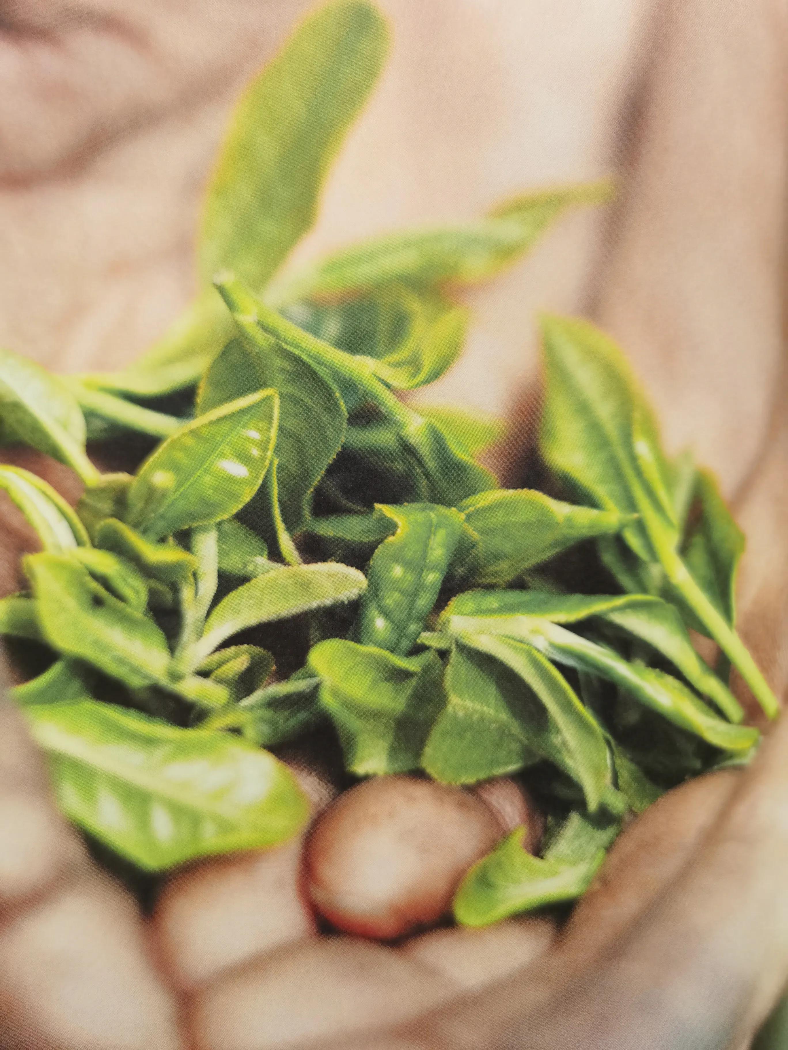 黄茶压饼：您考虑过黄茶的感受吗？