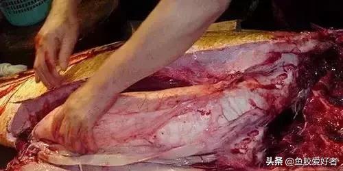 花胶涨发的正确方法,花胶的种类及区别