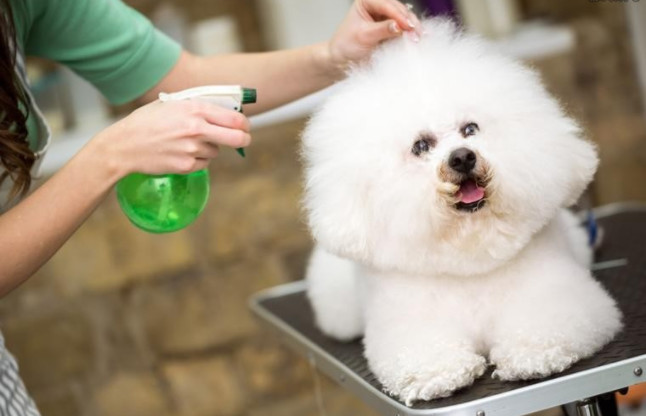 每个铲屎官必备的宠物小技巧,照顾幼犬这6大细节铲屎官别大意