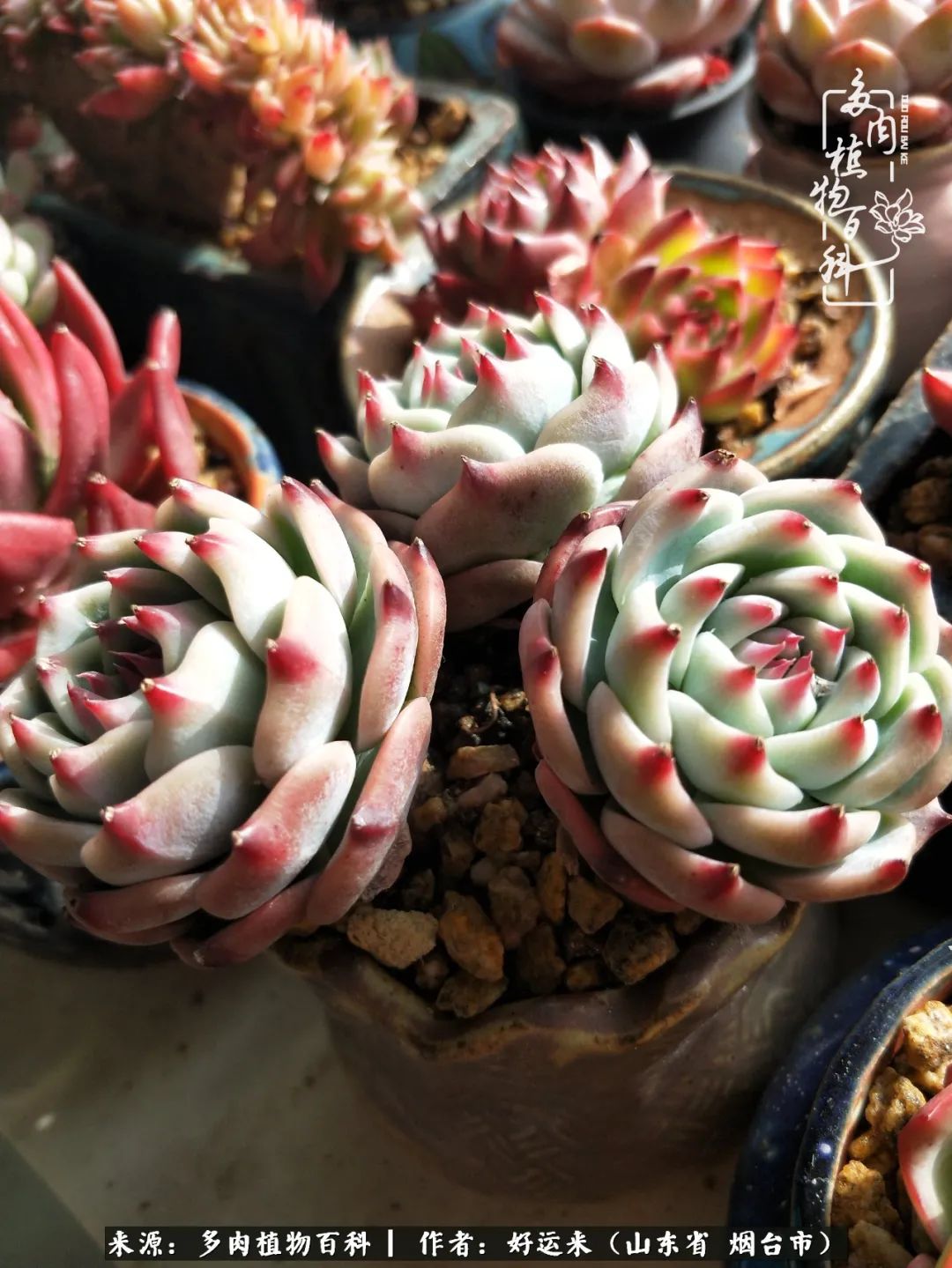 这世上怎么会有那么可爱的小可爱,这世上怎么有这么可爱的小生物