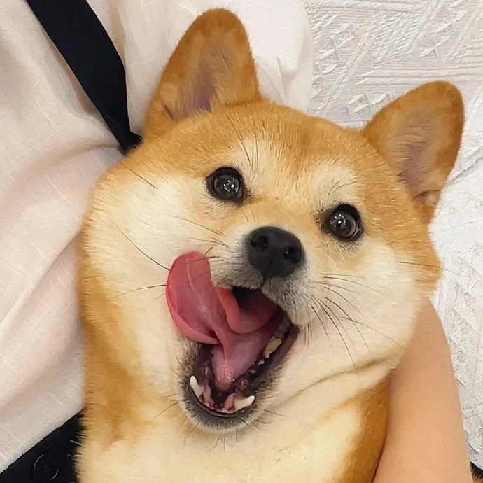 狗狗冷知识小视频图文版,狗狗冷知识8