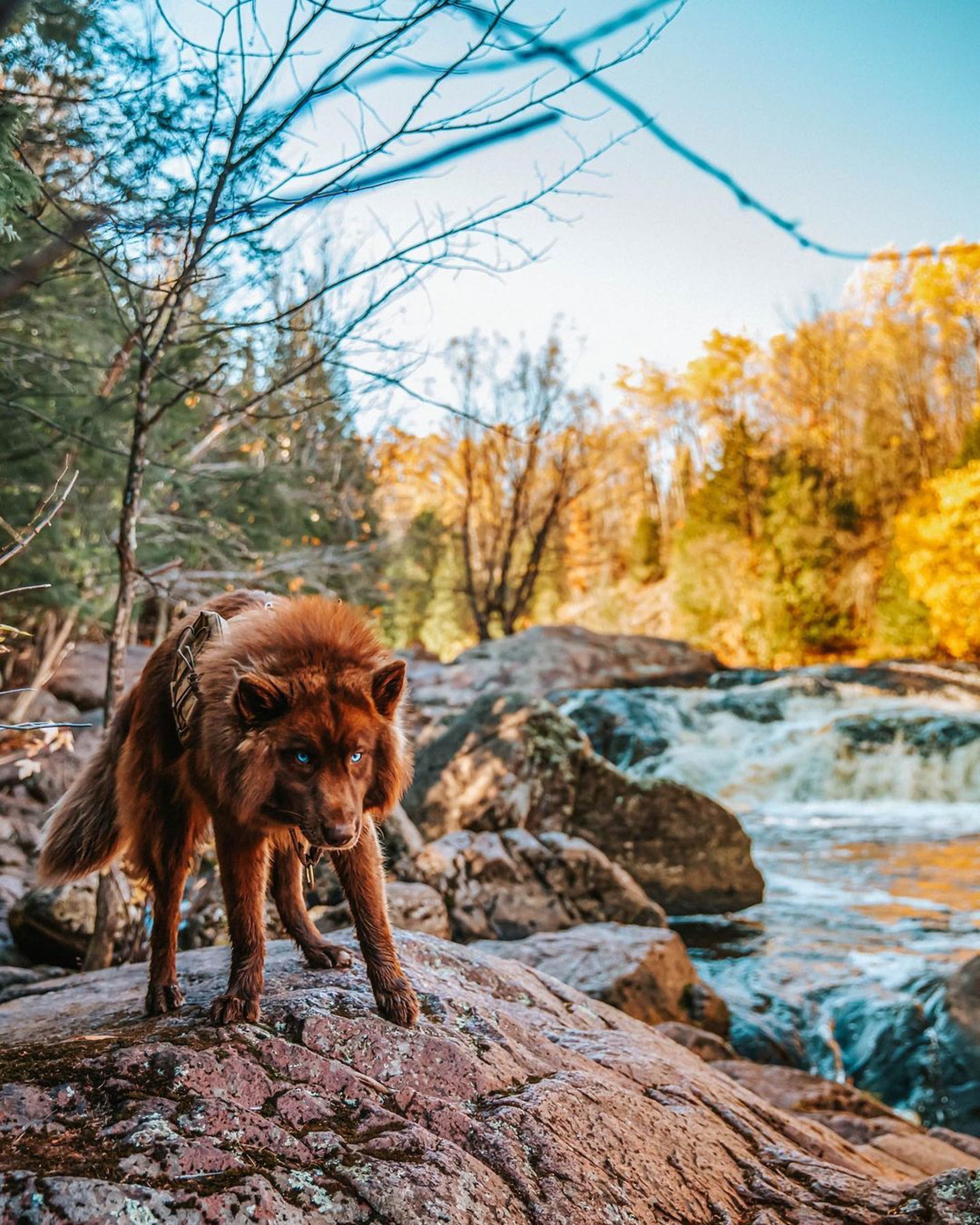 小时候像熊长大后像狼，主人说狗狗是热门犬种，但路人都猜不出