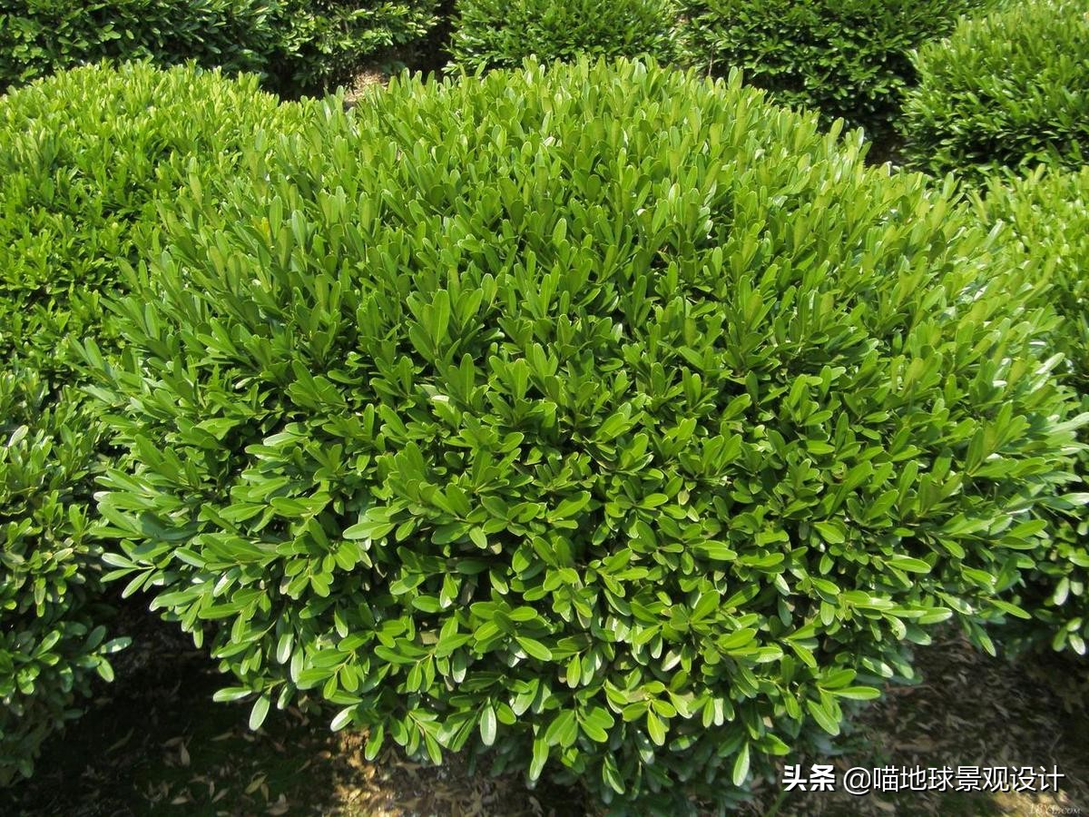 灌木球类植物,灌木植物种类及图片