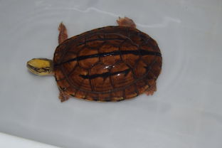 中国价钱贵的金钱龟又叫三线闭壳龟。养殖技巧，我偷偷告诉你们？